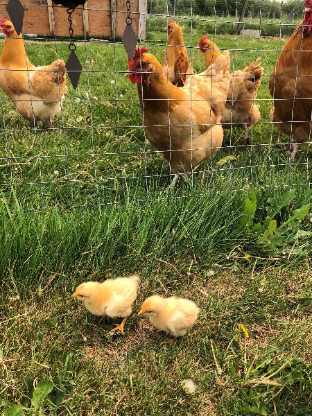 Two yellow chicks in the grass. Behind them, grown chickens are behind a chicken wire fence.