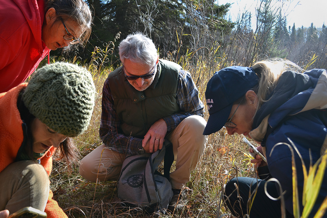 A closeup of four adults kneeling in a field studying the ground. 