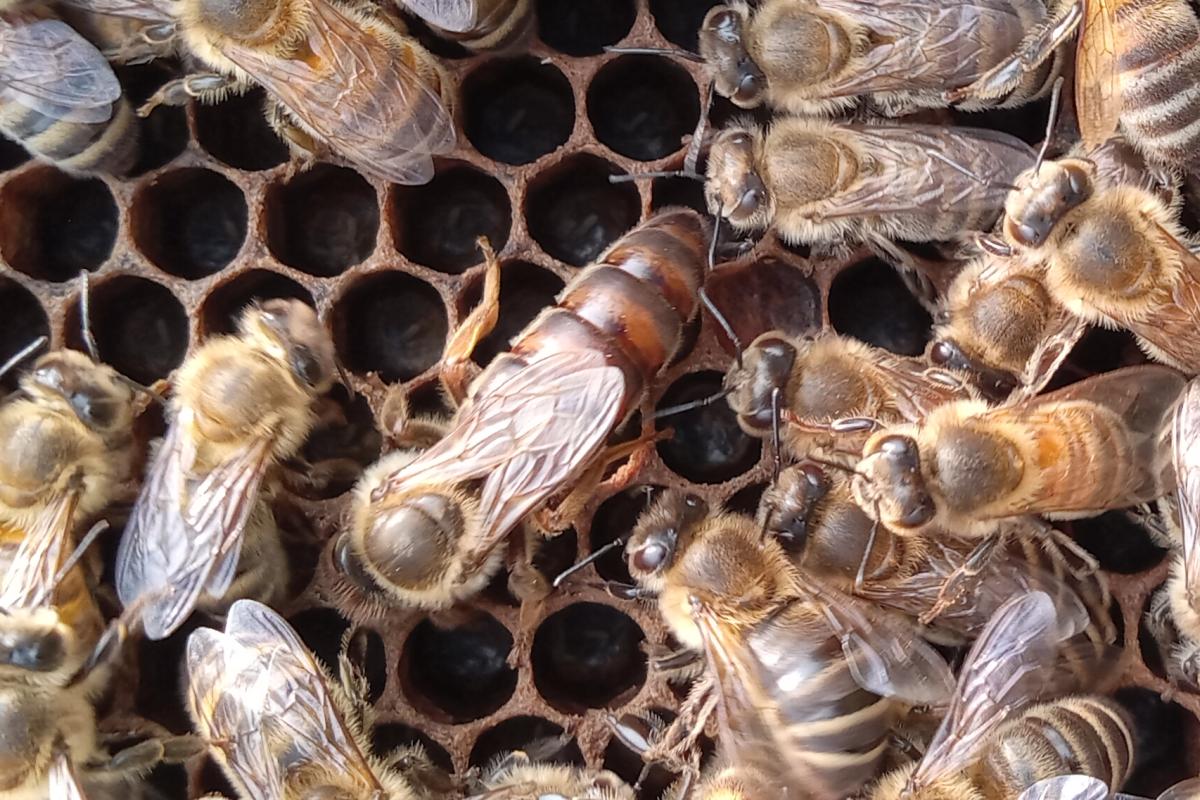 Closeup of bees in the hive.