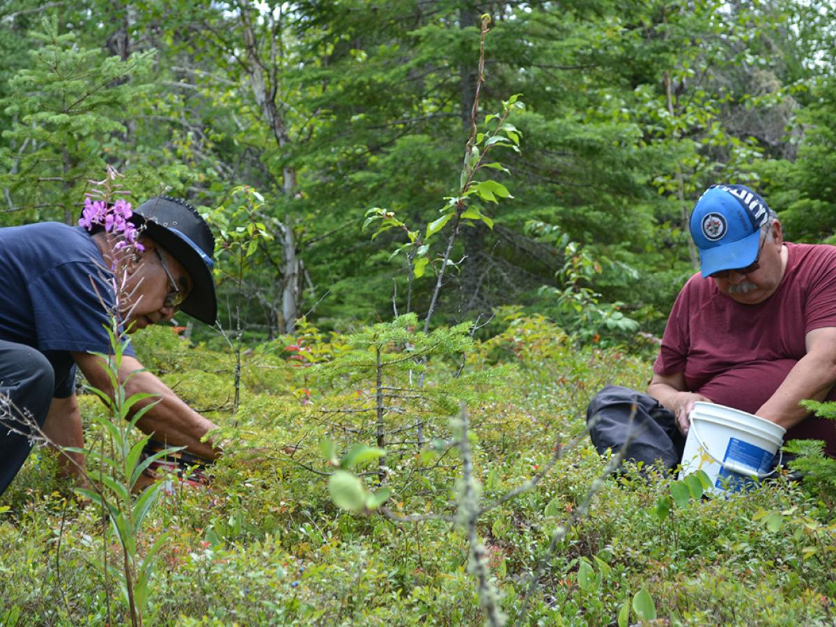 Two men kneel in a field with buckets, picking blueberries.