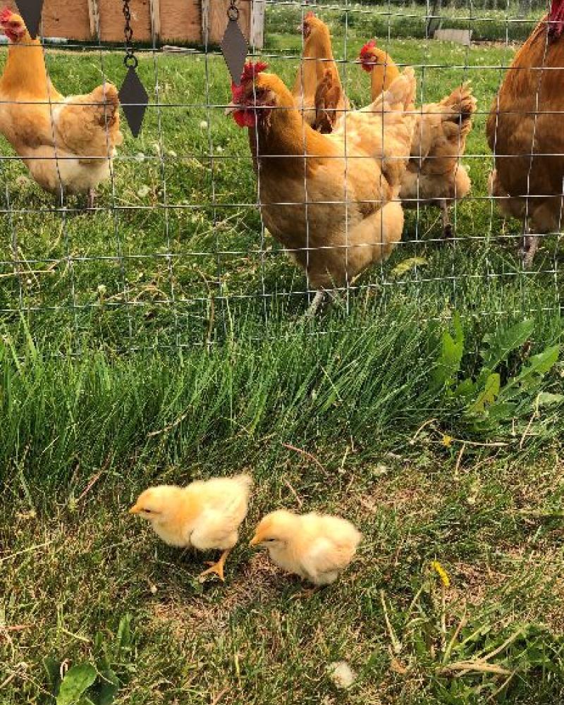 Two yellow chicks in the grass. Behind them, grown chickens are behind a chicken wire fence.