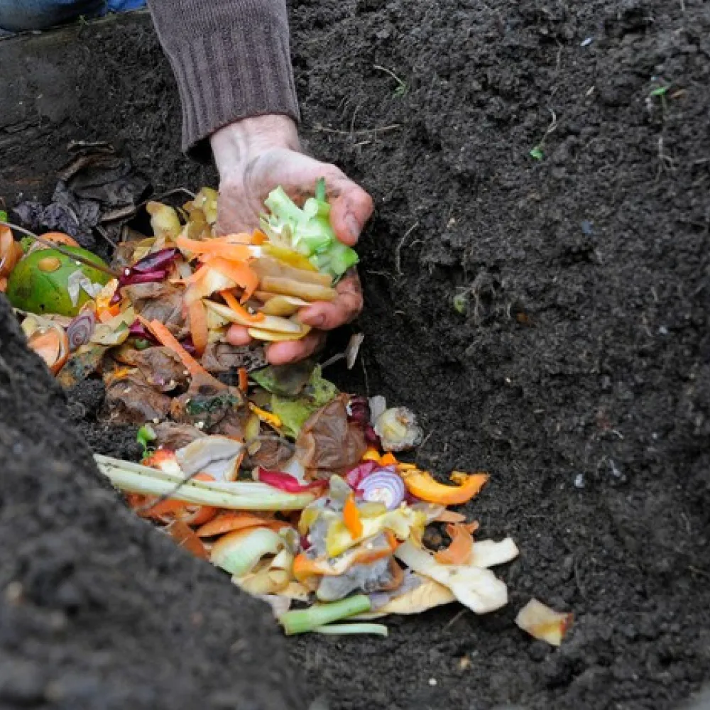 Person placing vegetable scraps in a dirt bed. 