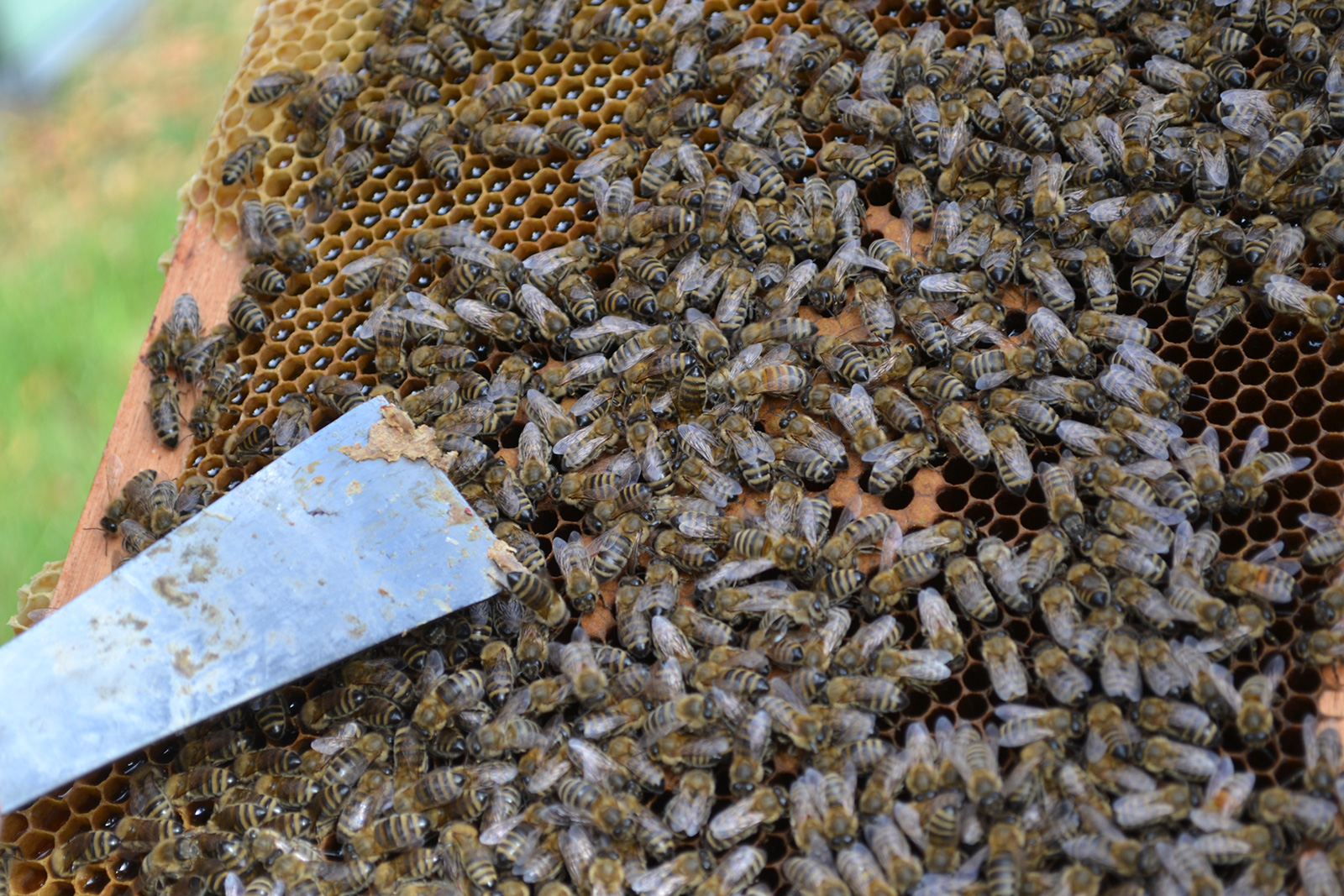 Bee Keeping Workshop
